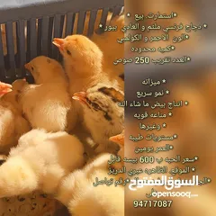  1 صيصان فرنسي بيور  الملثم  والعادي