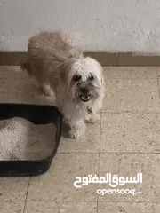  2 انثى فرنسيه معشره وصحتها ممتازه مطعمه مطعومين ومعها لتر بوكس وعطر وشامبو عمرها 12 شهر لعوبه وهاديه