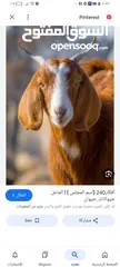  1 حليب معزا طازج