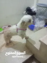  1 جوز مالتيز بيور بي الصلاة على زي ما أنتو شايفين بي عينكم عبارة عن كلاب مقزمة وانتجو قبل هيك مرة وحدة