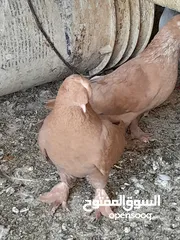  10 حمام و زغاليل مكاوي الوان و اعمار مختلفة