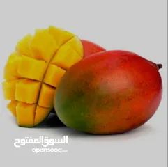  1 مشروع استيراد الفاكهة والخضروات