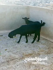  11 سخلتين شاميات ثنايا