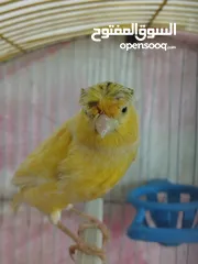  2 طيرة كنار جاهزه لبييع