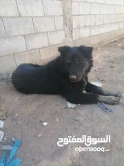  2 كلب جيرمن العمر سنه السعر 150 للتواصل واتس اب فقط