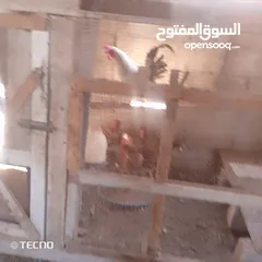  1 خمس جاجات وديك نخب بياضات