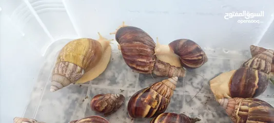  4 حلزونات افريقيا للبيع African snails for sale