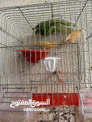  13 طيور كناري جاهزة بحالة وصحة جيدة