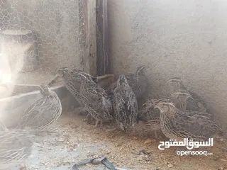  10 فربات للبيع ....