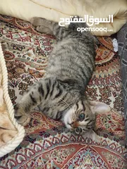  1 قطة انثى للتبني