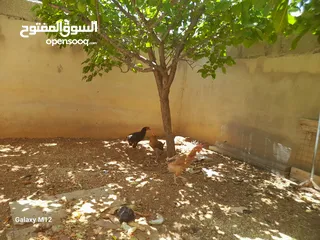  4 دجاج بلدي للبيع بياض