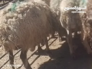  9 نبدأ بصلاة عل رسول الله  عرووووض   -عرووووض-عروووض  بمناسبة عيد الاضحى المبارك