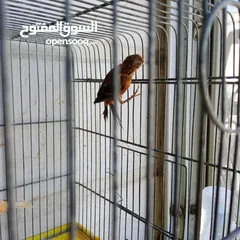  4 جوز كنار نخب النخب