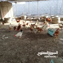  2 دجاج اللبيع