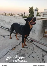  3 انثي روت وايلر