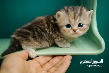  1 قطط للبيع العمر شهر ونص