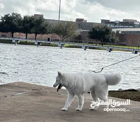  1 Husky puppy