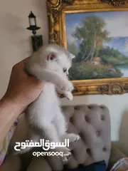  5 متاح قطط سكوتش ستريت  عدد ثلاثة صحه عمر 47 يوم