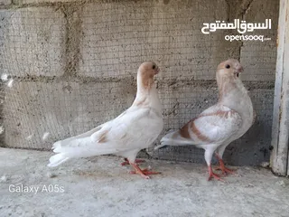  2 فراخ ذبابنة  اصفر فطم جديد