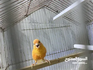  2 كنار احمر للبيع صحه ونضافة مع القفص كامل للبيع لعدم التفريغ