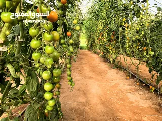  1 100K Tones of locally grown tomatoes
