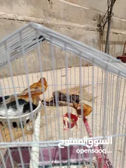  1 جوز كنار للبيع