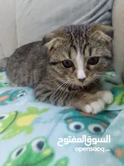  3 قطعه للبيع سكوتش فولد ملقحه وامها معها بسبور لعوبه بداعي السفر المستعجل