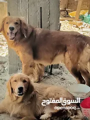  2 جولدن ريتريفر ذكر وأنثى للبيع  عمر مناسب وسلوك ممتاز  صحة ممتازة وجاهزين للتربية المنزلية