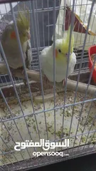 3 ‏جوز عصافير كوكتيل