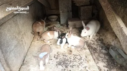  2 ارنب.للبيع