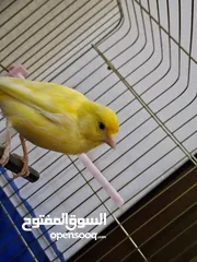  3 طائر كناري ذكر أصفر بالغ مع قفص