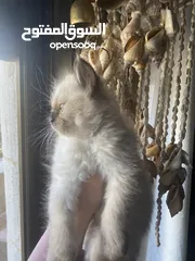  6 قطط مشكلة هملايا شيرازي بريتش شورت هير بيع سعر رمزي