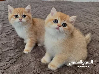  3 Scottish fold kittens for rehoming.