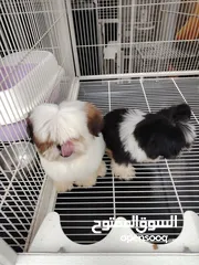  3 Shihzt pure puppies 2 months old 