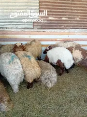  7 خرفان عدد 10 بلدي
