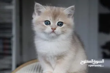  26 lovely adorable kittens Available