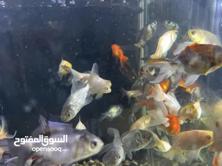  7 تشكيلة سمك مميزة وواسعة يوجد سعر على الكميات