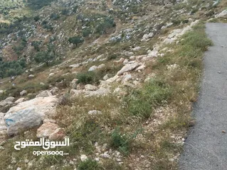  4 أرض تصنيف A مميزة للبيع في بزاريا اراضي برقة– نابلس