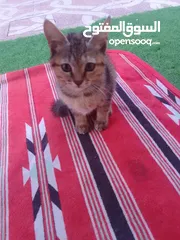  4 3 قطط صغيرة للتبني 3 cats for adoption