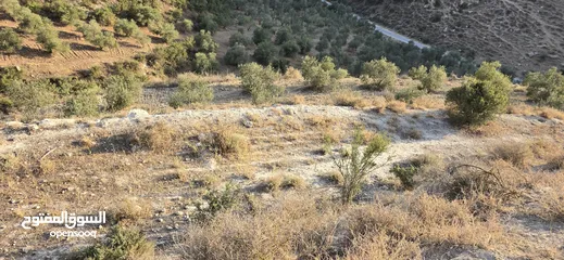  12 ارض زراعيه للبيع بني كنانه