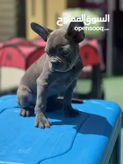  9 2.5 months old - French bulldog ( puppy )