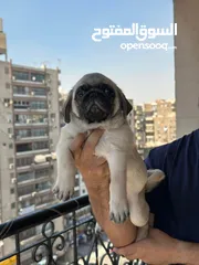  5 جراوي بج، pug puppies