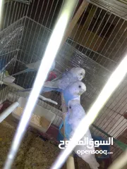 7 اللبيع 3جواز حب اللبيع اربد دوار صحاره مع 3كواخ وقفص 3معالف
