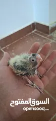  5 فــــــراخ روز وفــــــراخ كوكتيـــل للـــزق اليــــدوي