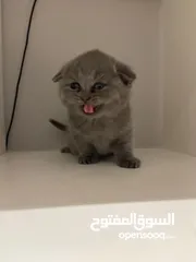  23 Pure scottish fold short hair for adoption قطط سكوتش فولد بريطاني