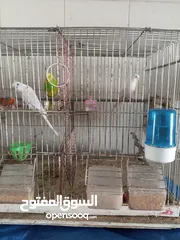  12 طيور حب للبيع