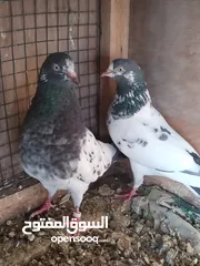  3 حمام باكستاني