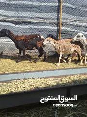  2 للبيع 5 جعد ومولود 1 كامل العدد 6 رواس للتواصل على الواتس اب