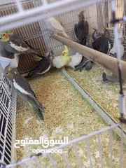 3 كوكتيل مشكل الوان وايت فيس وابيض   وحبشي صحة ما شاء الله تبارك الله  2 ابيض 3 وايت فيس 7 حبشي