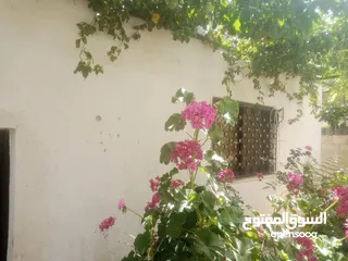  7 منزل مستقل جرش اسكان عجرمه  3غرف نوم 2حمام  صاله مع مطبخ امريكي  بلكونه  حديقه مساحه الارض 305